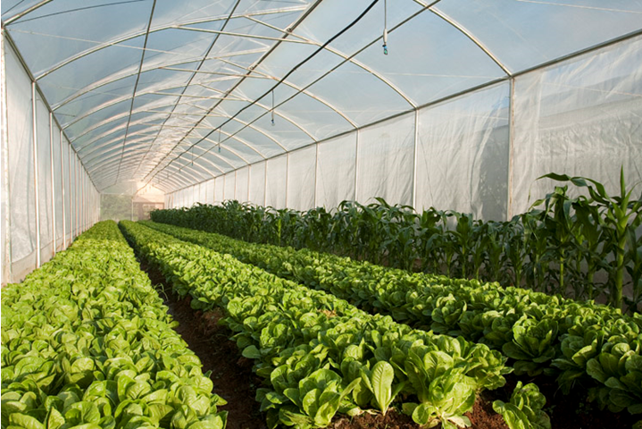 Rise Of All-Natural Local Farming In The Philippines: Why Choose Local?