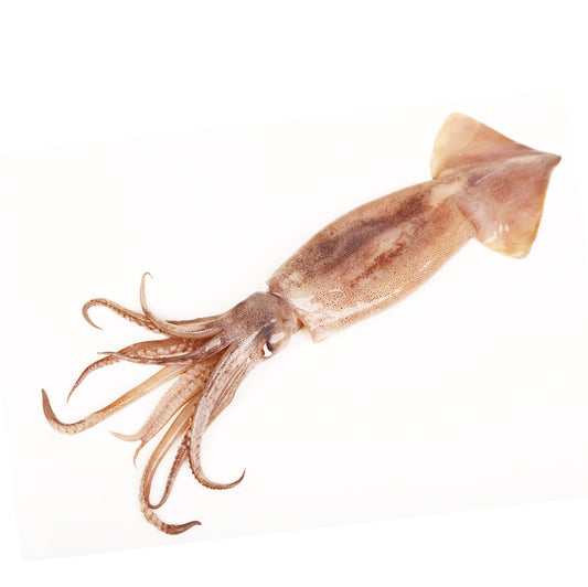 Frozen Artesmar Indian Squid - Large, Cleaned 500g