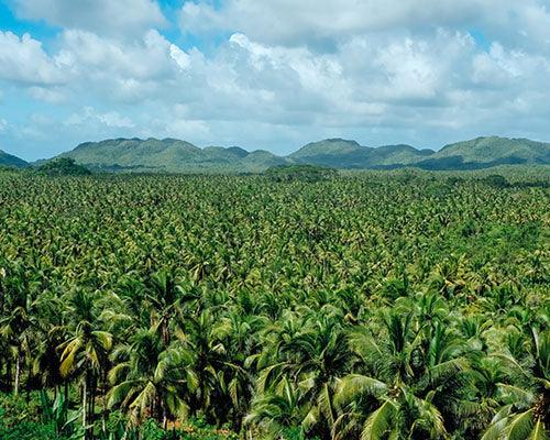 Reforestation Efforts in the Philippines