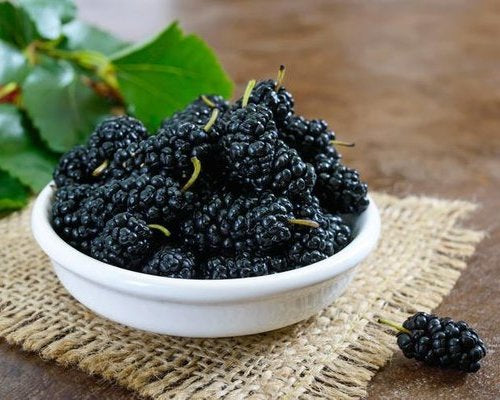 Mulberry Secrets: What You’re Missing Out On