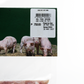 Frozen Healthy Options Pork Ground (80 Lean:20 Fat) 500g