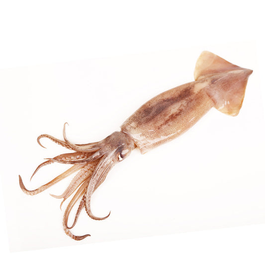 Frozen SeaChange Indian Squid - Large, Cleaned 500g